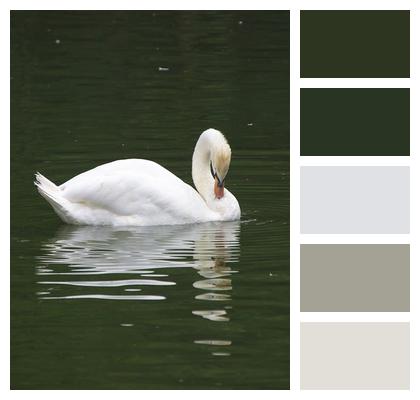 Swan Bird White Swan Image